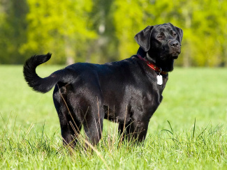 Labrador Retriever