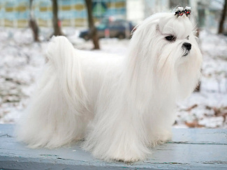 Maltese Bologna