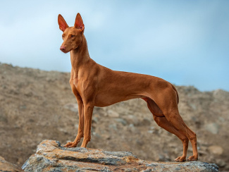 Pharaoh Hound