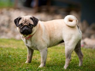 Pug
