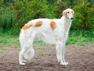 Russian Hound