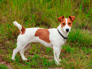 Smooth Fox Terrier