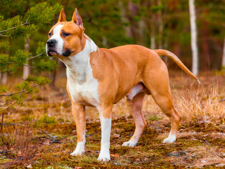 Staffordshire Bull Terrier
