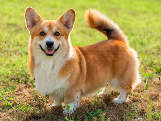 Welsh Corgi Pembroke