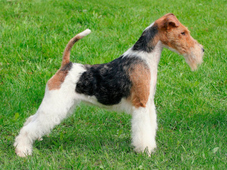 Wire Fox Terrier