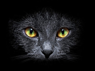 Cat's eyes