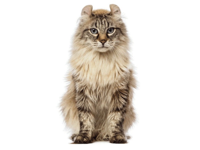 American Curl