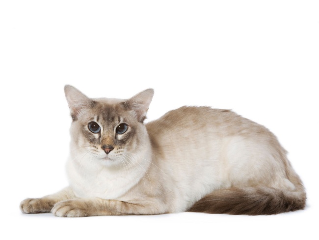 Balinese Cat