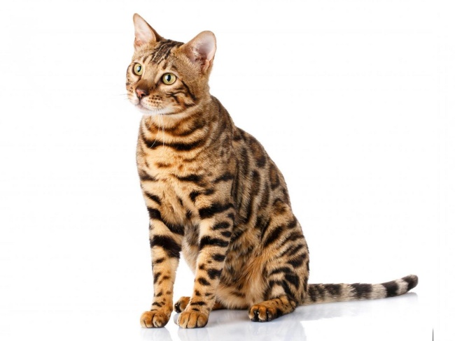 Bengal Cat