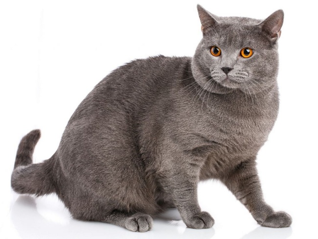 Chartreux