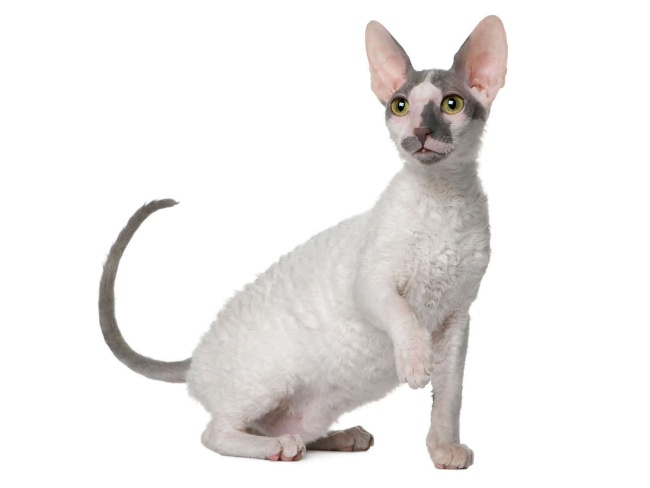 Cornish Rex