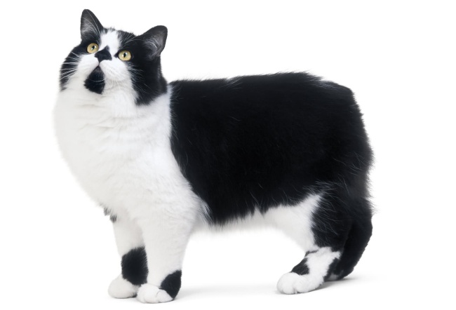 Cymric Cat