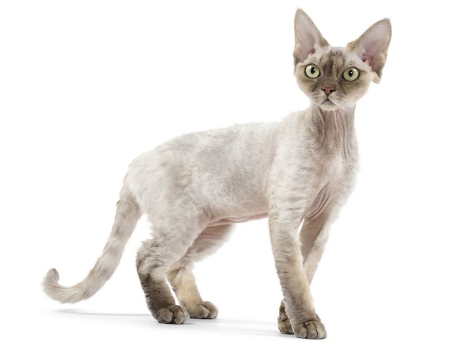 Devon Rex