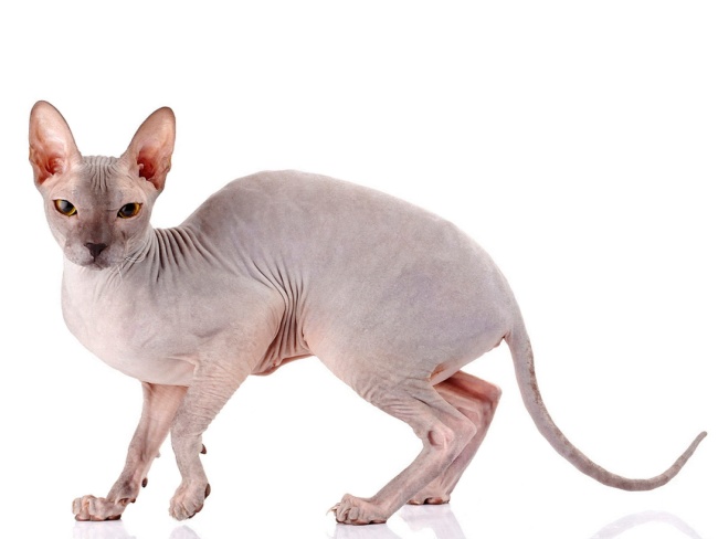 Don Sphynx
