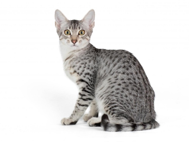 Egyptian Mau