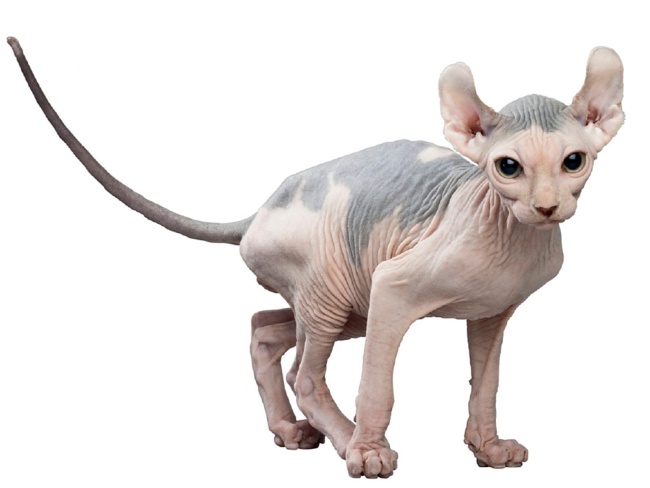 Elf Cat