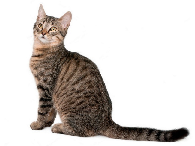 European Shorthair