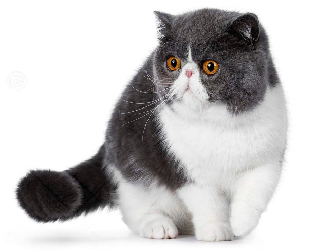 Exotic Cat