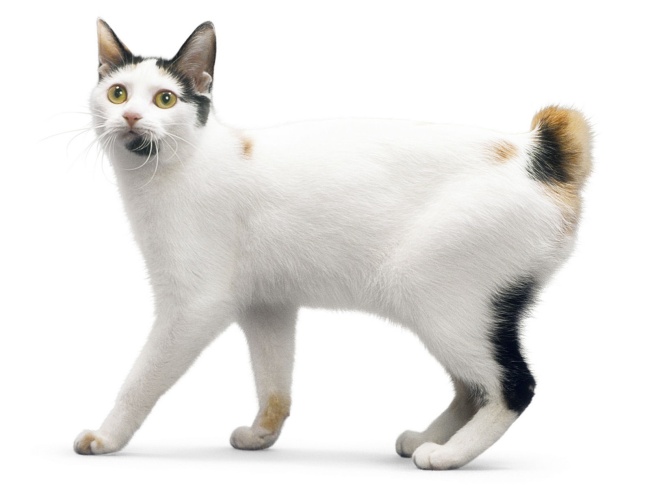 Japanese Bobtail
