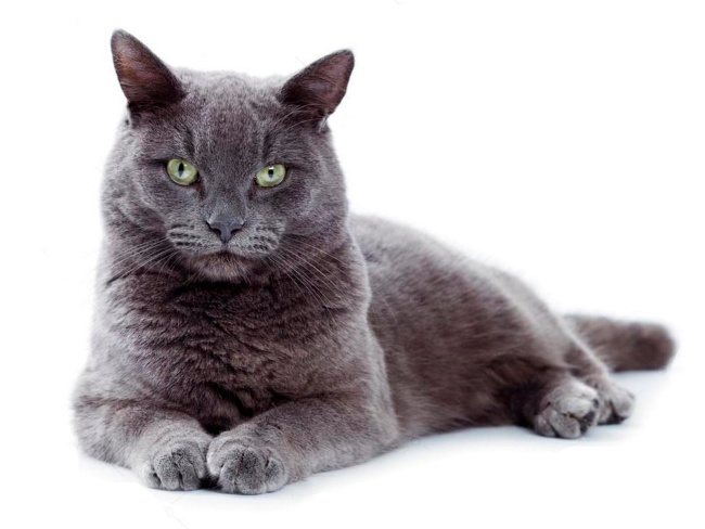 Korat