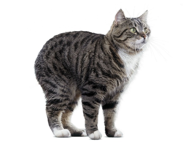 Manx