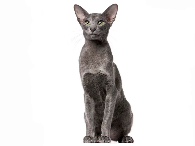 Oriental Shorthair