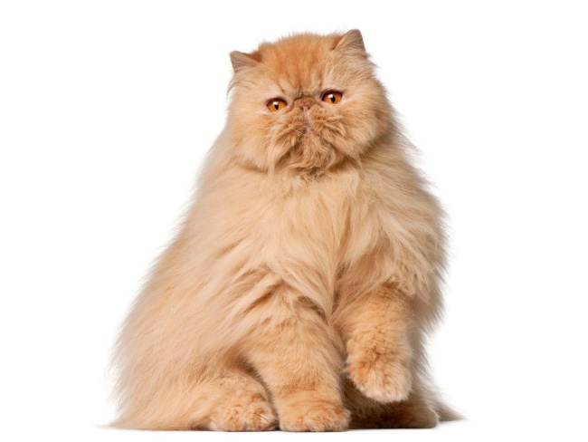 Persian