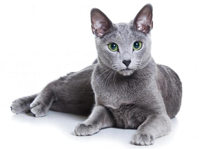 Russian Blue