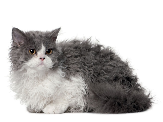 Selkirk Rex