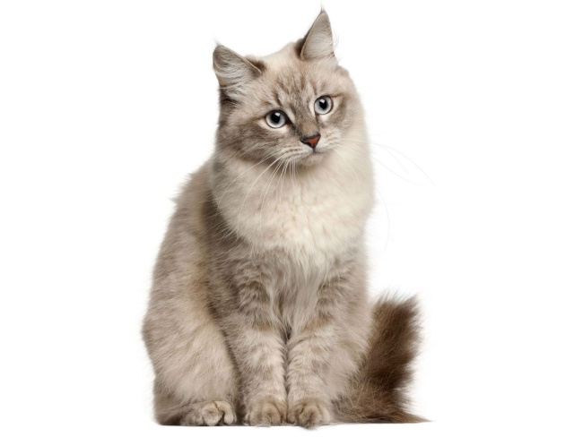 Siberian