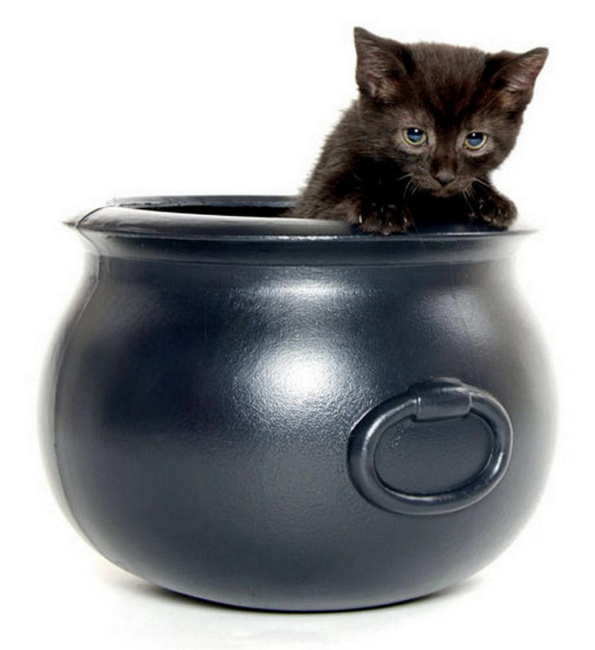 Black cat