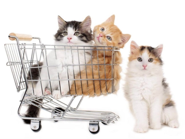 Cat buying