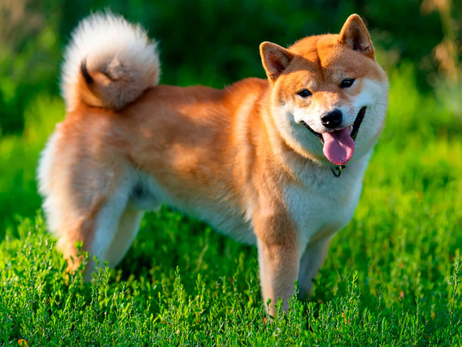 Akita Inu