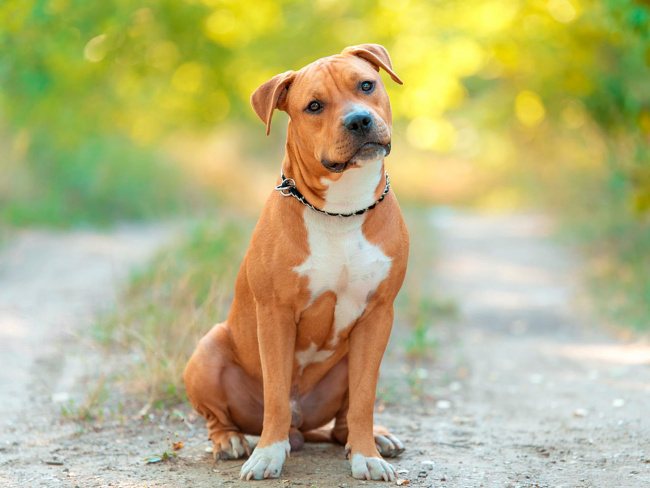 American Staffordshire Terrier