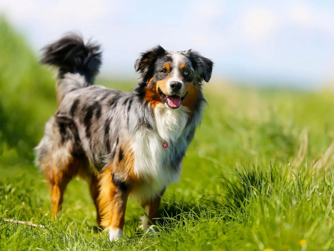 Australian Shepherd