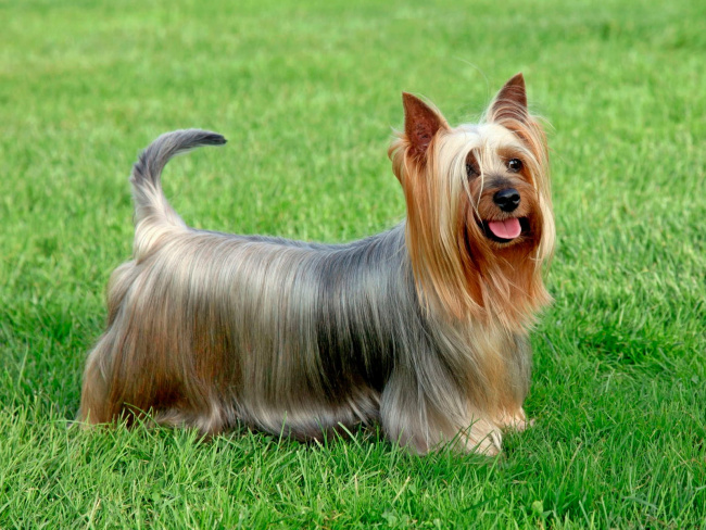 Australian Silky Terrier