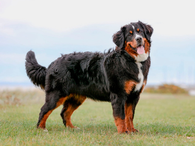 Bernese Sennenhund