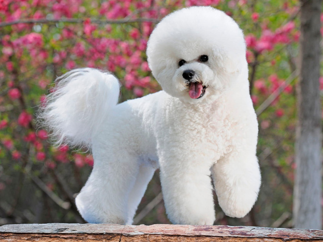 Bichon Frise