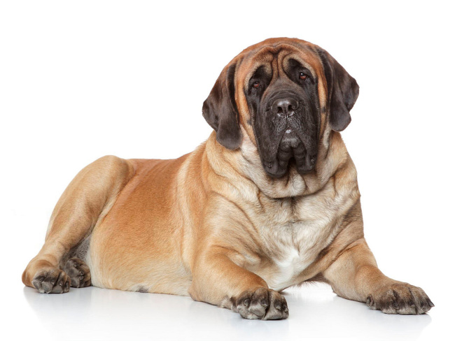 English Mastiff