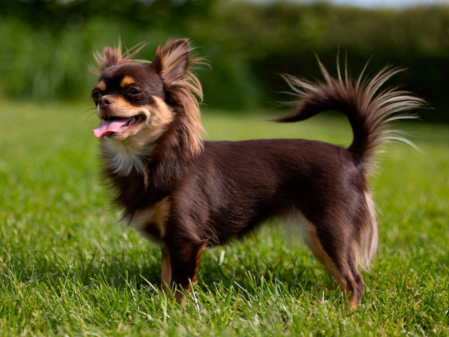 Chihuahua