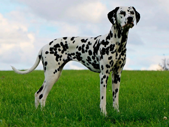 Dalmatian