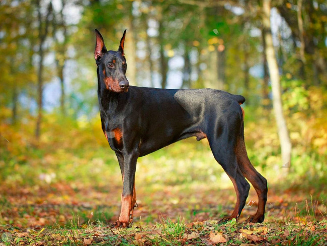 Doberman