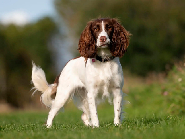 French Spaniel