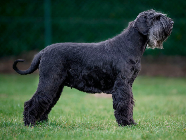 Riesenschnauzer