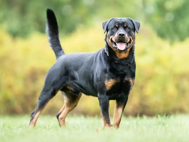 Rottweiler