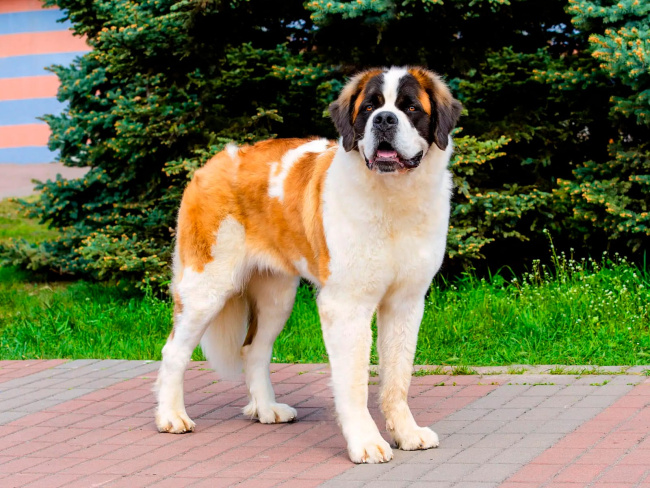 Saint Bernard