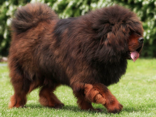 Tibetan Mastiff