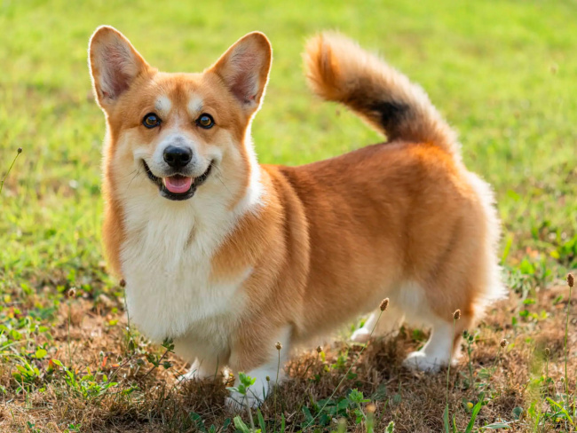 Welsh Corgi Pembroke