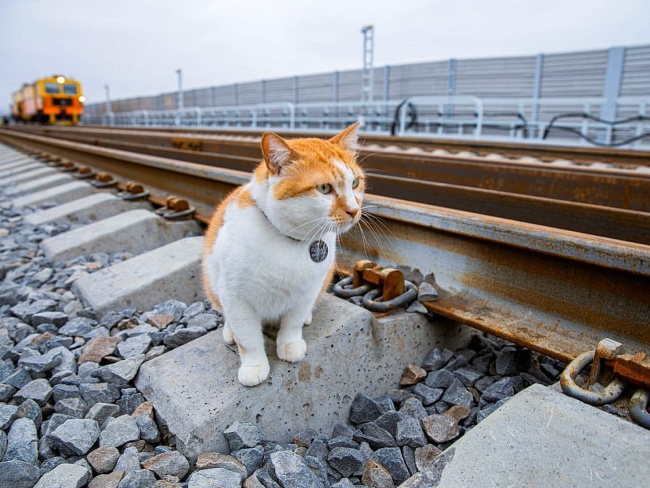 How does a cat find its way home?
