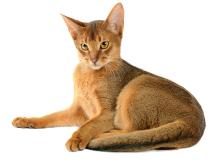 Abyssian Cat